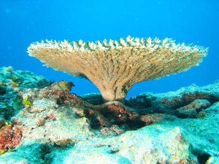 Coral Reef in Northern Hawaii