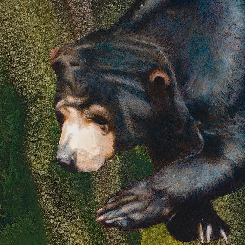 Sun Bear, from The Rama Exhibition