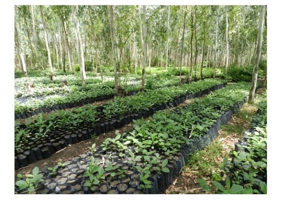 afforestt_nursery-21