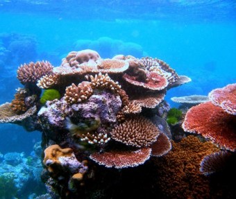 coral-reef