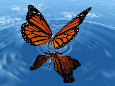 monarch butterfly