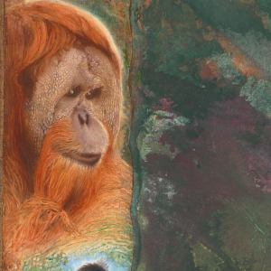 Orang-utan detail