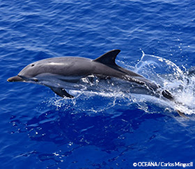 dolphins