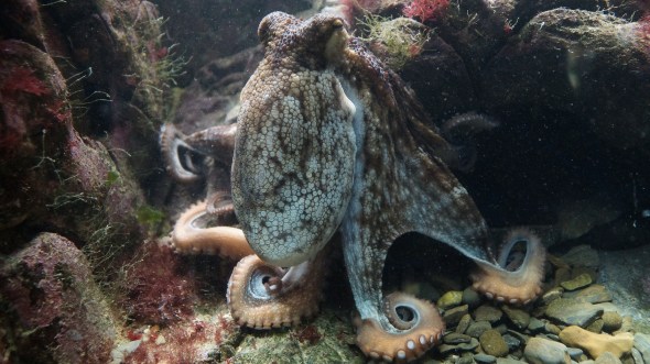 octopus_chilling